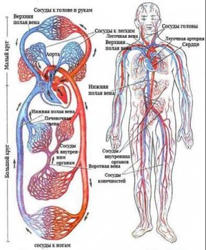 сосуды человека